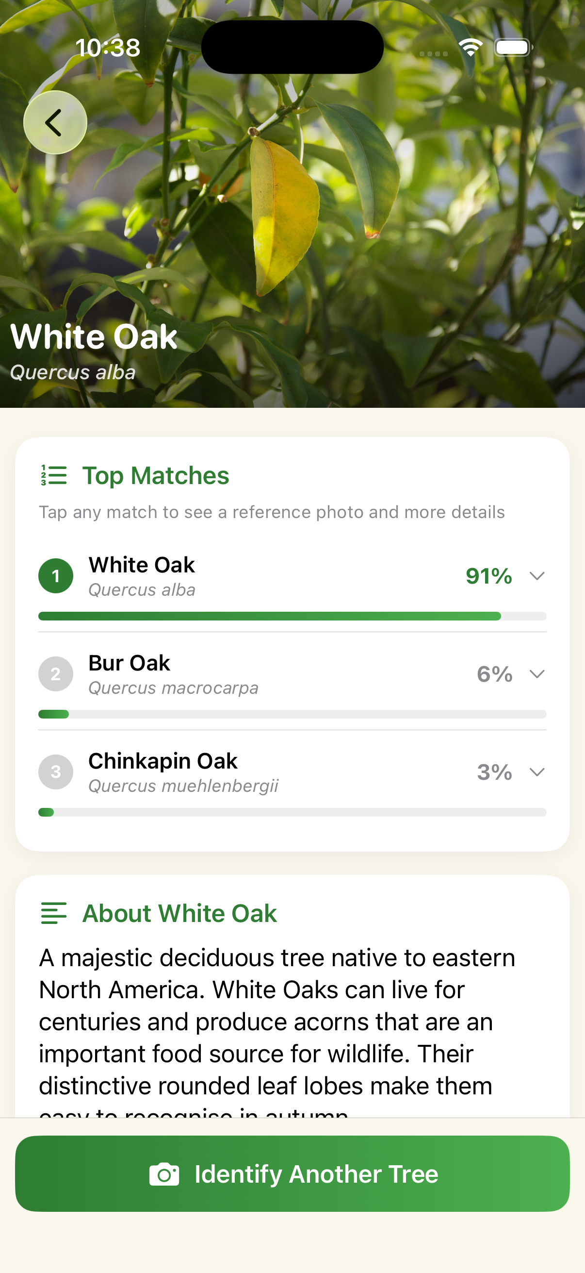 App results screen identifying the tree as a White Oak with detailed information about the species