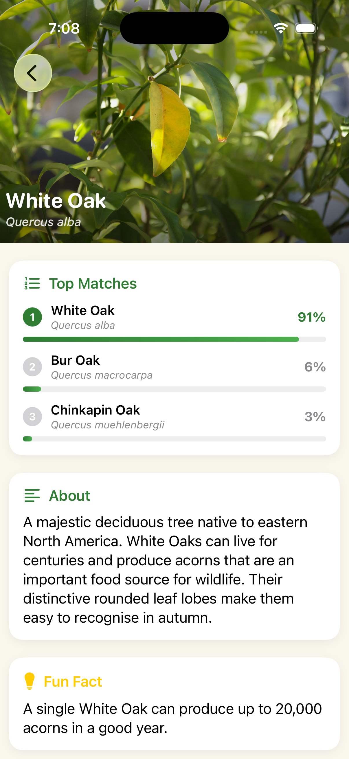Iteration 1 results screen — tree identified as a White Oak, with an About section and a fun fact about the species