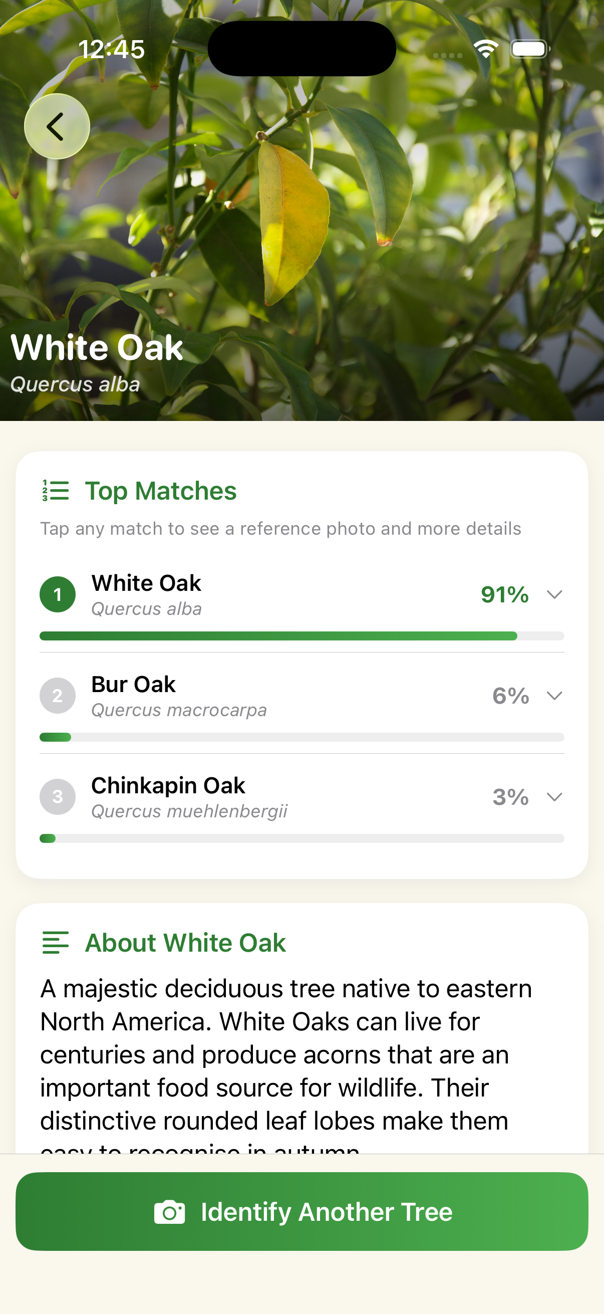 Iteration 2 results screen — top matches showing White Oak at 91% confidence, followed by Bur Oak and Chinkapin Oak, with an About section and an option to identify another tree