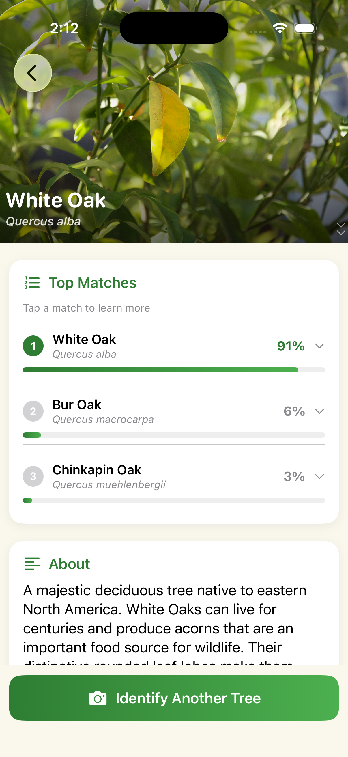 Iteration 3 results screen — tree identified as White Oak at 91% confidence, with two other oak species as alternate matches, an About section, and a button to identify another tree
