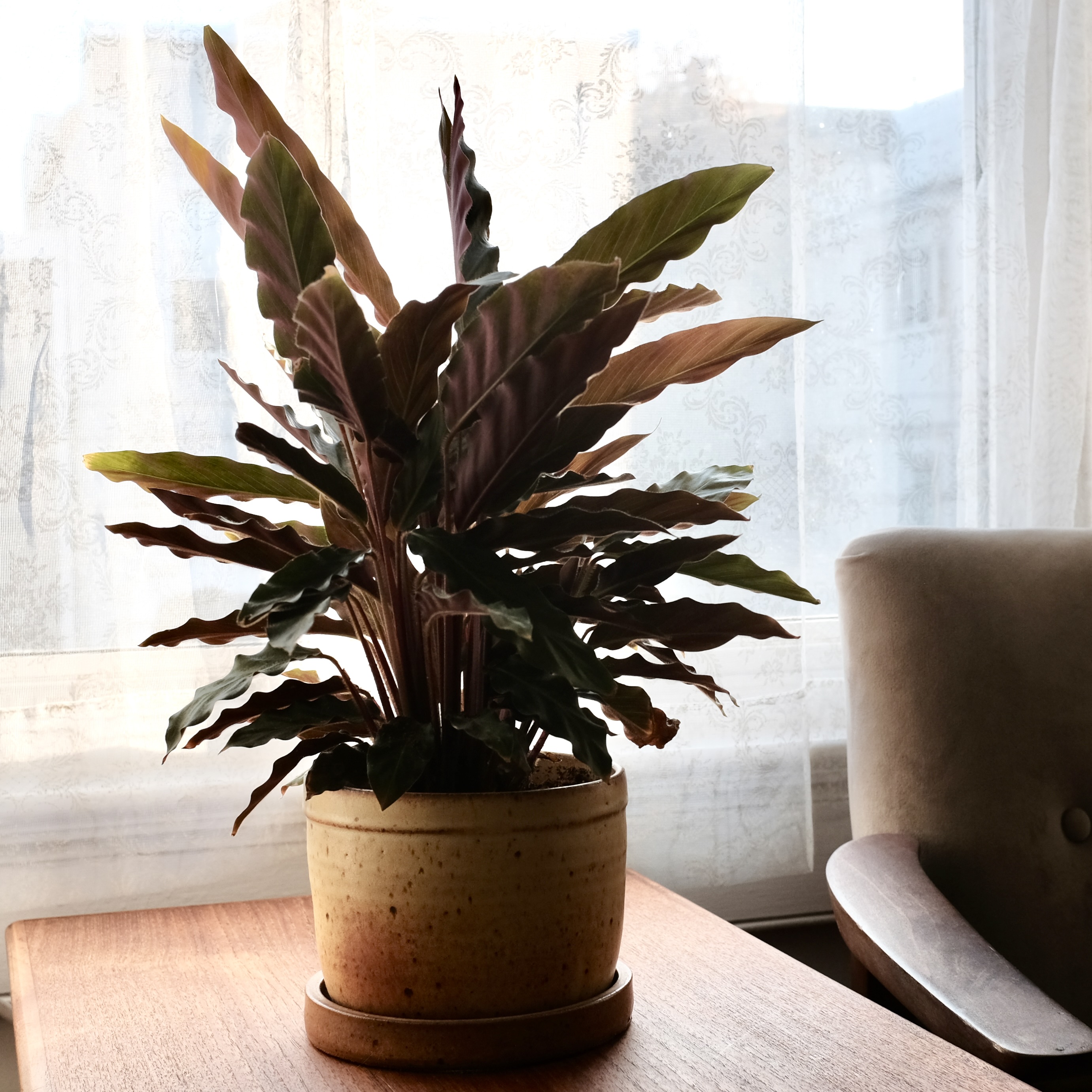 Handmade ceramic plant pot with leafy plant